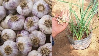 كنز ثمين في ثلاجة منزلك زراعة الثوم بطريقة عبقرية كيفية زراعة الثوم في المنزل Growing garlic at home