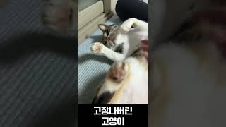 갑자기 고장나버린 고양이 (뻗어버림ㅋㅋ)