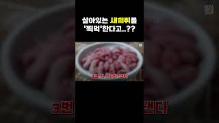 살아있는 새끼쥐를 '찍먹'한다고..?? 이왜진 #shohrt