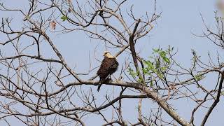 Falcão-carrapateiro - Yellow-headed Caracara - Milvago chimachima