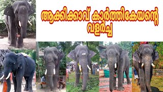 ആക്കിക്കാവ് കാർത്തികേയന്റെ വളർച്ച | Akkikavu Karthikeyan