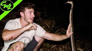 Returning KING COBRAS TO THE WILD!