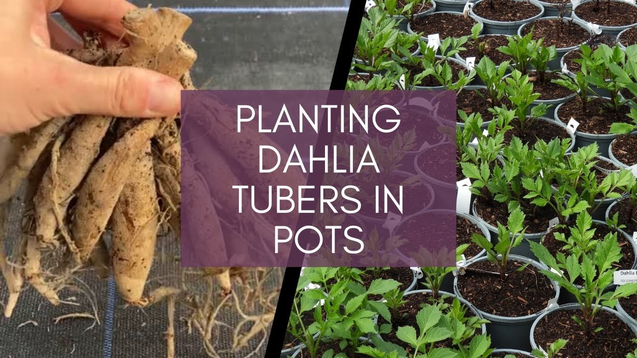 Planting Dahlia Tubers In Pots Youtube