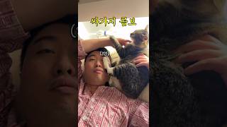 초심 잃지 않고 꾸준히 싸가지 없는 고양이 #shorts #shortvideo #고양이 #시트콤