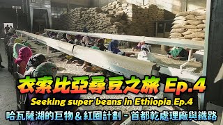 衣索比亞尋豆之旅 Ep.4 -  Hawassa 哈瓦薩湖的巨物 \u0026 紅圈計劃 - 首都乾處理廠與鐵路