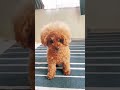 今日のわんこ🐶