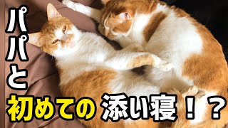 福丸、元野良ボス猫のパパと初めての添い寝！