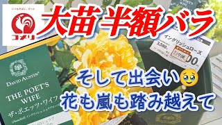 【バラ大苗】コメリお買い得品花苗コーナー【半額イングリッシュローズ】との出会い　お買い得コーナーは、運命の分かれ道・・・貴方を待ってるひと（薔薇）がいる～♪良い日旅立ち～♪秋の日に心に響いたあの歌を