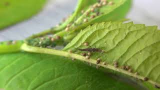 brownlacewinglarva