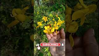 மருத்துவ குணம் நிறைந்த ஆவாரம் பூ | Medicinal plant | avarampoo | Tanner's cassia