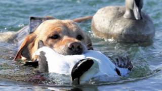 Sea Duck hunting with Smoldering Lake Outfitters