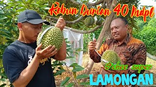 LAMONGAN ADA KEBUN DURIAN GASSS