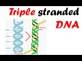 Triple stranded DNA