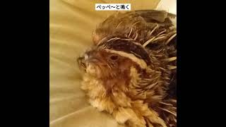 [うずら]老鳥うずら、鳴き声が高くなりました。