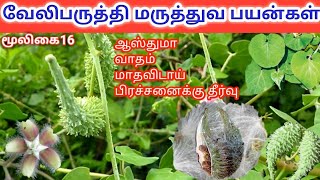 வேலிபருத்தி(Pergularia daemia) மருத்துவ பயன்கள் || veliparuthi medicinal benefits || Thanu Tamizhi