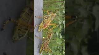 Grasshopper #shortvideo