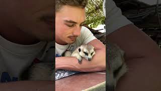 kissing a cute MEERKAT! 🥰