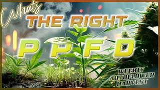 Auto Flower Weekly Harvest | The Correct PPFD Levels for Every Stage of Growth by Spider Farmer