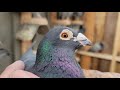 african black eagle racing homer pigeon