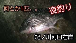 【紀ノ川河口右岸】夜釣り(20230510)