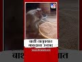 solapur मधील बार्शी तालुक्यातील माकडाचा उच्छाद tv9 marathi