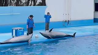 【イルカショーだけ！】新潟市水族館であるマリンピア日本海でイルカショーを見てきました！平日はお客様少なめ！