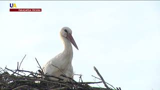 Why Ukraine's Carpathians Provide the Perfect Habitat For White Storks