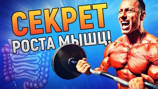 Секрет роста МЫШЦ — здоровый кишечник. И вот почему | DeeaFilm