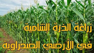 Cultivation and production of maize in desert lands