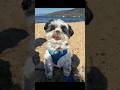 Beach bum Zorro loves the sand! #zorro #shorkie #cutedog #lakegeorgeny #dogbeach #beachbum #shorts