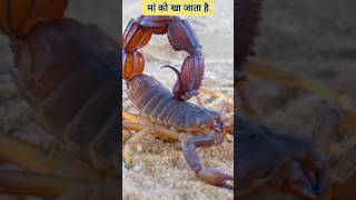 बिच्छू छोटा लेकिन खतरनाक #youtube_shorts #fact #viral_shorts #Scorpion