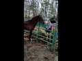 mystic 29 and rebus 17 davenport arabian stallion interaction act like a jerk i ll bite you