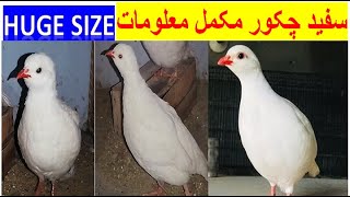 chukar | white chukar | White partridge | Complete Details | new 2023 Amazing Birds Chakur Sound