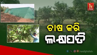 Boudh: Balanda's Farmer Reap Riches from Successful Mangoes, Berries, and Pineapples Cultivation