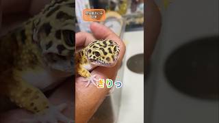 #363 イケメンレオパのギャップに飼い主悶え◯ぬ！？ #爬虫類のいる日常 #ペット #レオパ #reptile #shorts