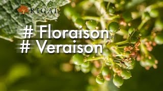 La floraison et la véraison chez RIGAL