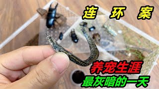 魚房髮生連環案，就在一天之間，死去的寵物排成排  #爬蟲 #寵物