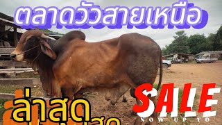 ตลาดซื้อขายวัวควายภาคเหนือ จ.พะเยา อัพเดตราคาล่าสุด กรกฎาคม 2567