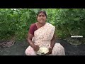 அசத்தலான கிராமத்து கறி வேப்பிலைத் துவையல் village style curry leaves thuvaiyal in tamil