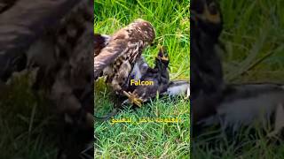 صقر ينقض على الفريسه ويحكم قبضته عليها وهى تصرخ #attack #birds #eagles