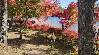 長野県「八ヶ岳中央公園」と山梨県「広瀬ダム(西沢渓谷)」の紅葉 2023.10 .25 music