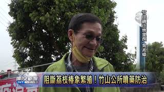 阻斷荔枝椿象繁殖！竹山公所噴藥防治 南投新聞