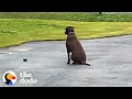 Rescue Dog Waits In The Driveway Every Day For Her Dad To Come Home | The Dodo