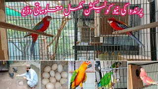 New Entry Beautiful Pineapple Conure | Rosella Parrot | Rump Parrot | Robino Burke | birds Aviaries