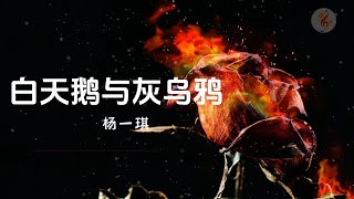 杨一琪《白天鹅与灰乌鸦》「白天鹅就不该爱上乌鸦 枯萎的玫瑰 比野草还廉价」// 動態歌詞lyrics //♫