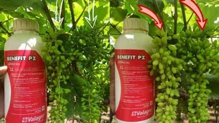 ದ್ರಾಕ್ಷಿ ಬೆಳೆಯಲ್ಲಿ Benefit PZ ಬಳಿಸಿದ ರೈತರ ಅನಿಸಿಕೆ 🍇