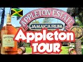 Appleton Estates - Jamaica Rum Tour #jamaica #viator #excursions #wlnlw