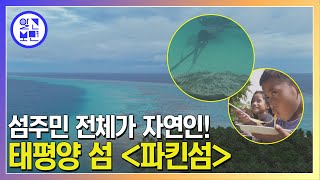 모닝와이드 3부 특집_지구의 심장 태평양 대탐험1 -  파킨섬