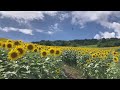 日本の風景【三ノ倉高原花畑】　japanese landscape sannokura plateau flower fields