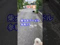 猫と蛇の仁義なき戦いに参戦しようと頑張った柴犬とタイニープードル 笑 ＃shorts